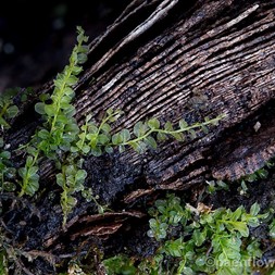 Plagiomnium (plagiomnium moss)